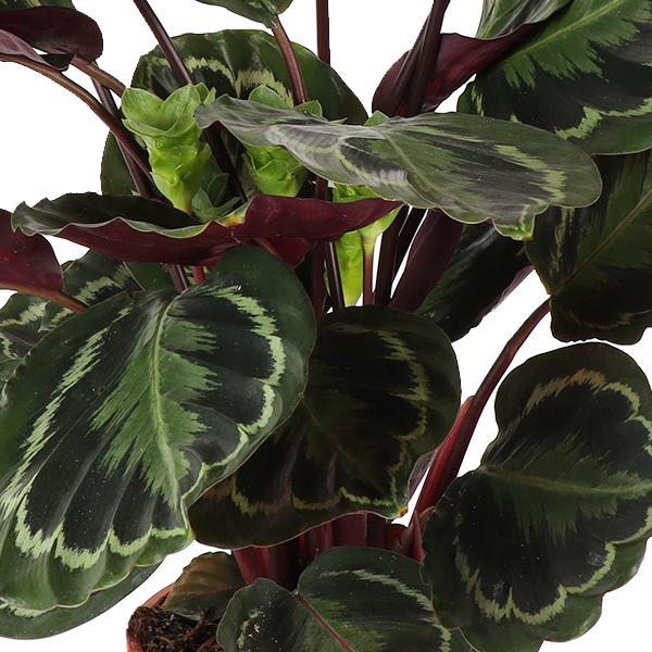 Calathea Medaillon - 70cm - Ø21cm | Calathea