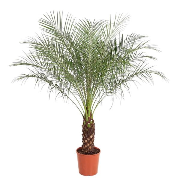 Phoenix Roebelenii - 150 cm - ø27 cm | Dadelpalm voor binnen en buiten