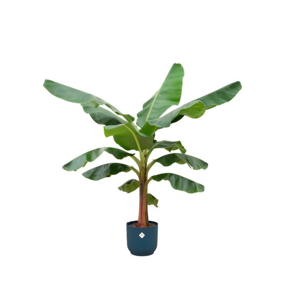 Combi deal - Bananenplant - 150 cm - Ø30 cm in Elho Vibes Fold Round | Musa