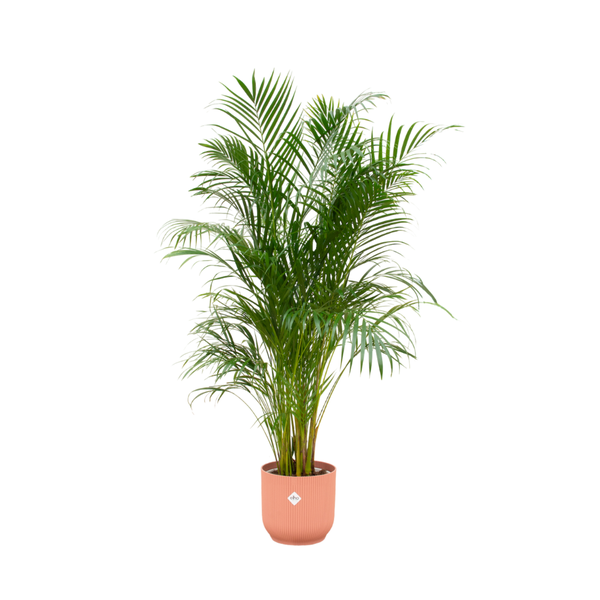 Combi deal - Areca palm - 180 cm - Ø30 cm in Elho Vibes Fold Round pot | Palm