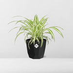 Chlorophytum Comosum Variegatum - 14 cm - in Elho b.for rock pot | Graslelie