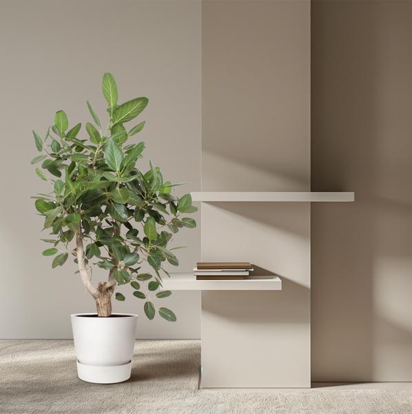 Ficus Benghalensis vertakt - 170 cm - ø50 cm | Grote kamerplanten