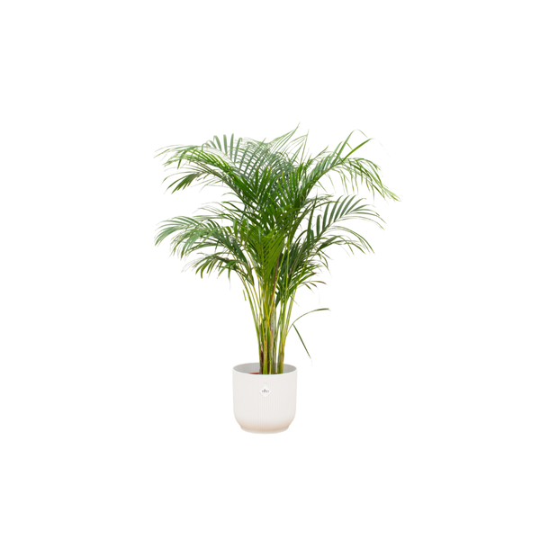 Combi deal - Areca palm - 140 cm - Ø30 cm - in Elho Vibes Fold Round | Kamerplant