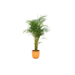 Combi deal - Areca palm - 140 cm - Ø26 cm - in Elho Jazz Round pot | Palm