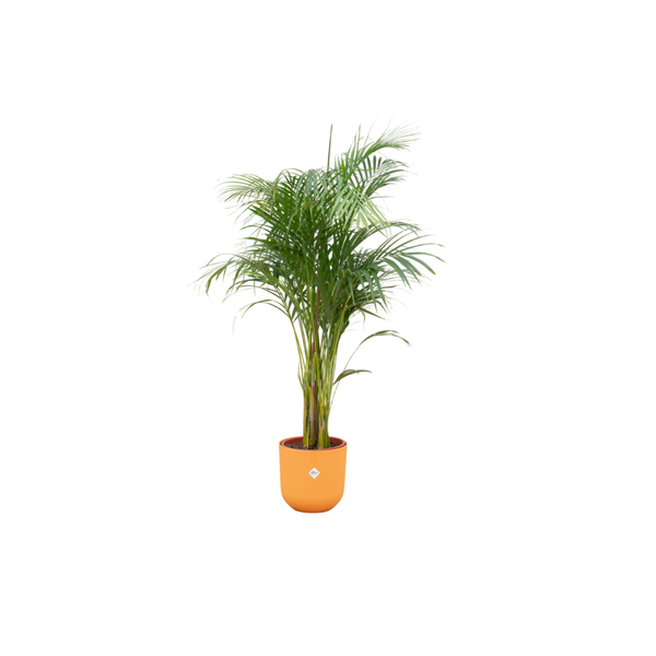 Combi deal - Areca palm - 140 cm - Ø26 cm - in Elho Jazz Round pot | Palm