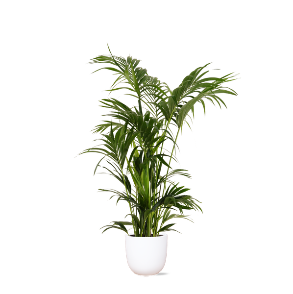 Kentia Palm - 160 cm - Ø27 cm - in Boule pot  | Kamerplant