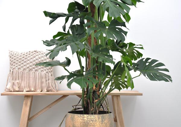 Monstera Deliciosa | 150 cm - ⌀27 cm - De Iconische Gatenplant