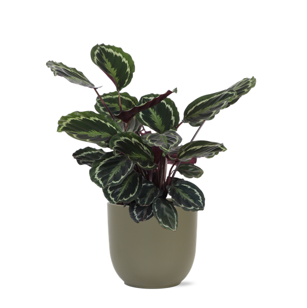 Calathea Medaillon - 70cm - Ø21cm - in verschillende kleuren Boule pot | Calathea