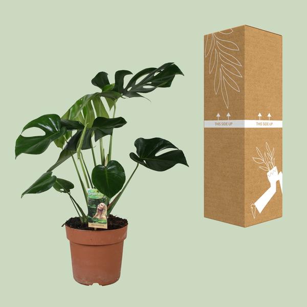 Monstera Deliciosa | verkrijgbaar in 2 maten - 75cm of 80cm - Ø21cm