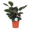 Calathea Medaillon - 70cm - Ø21cm | Calathea