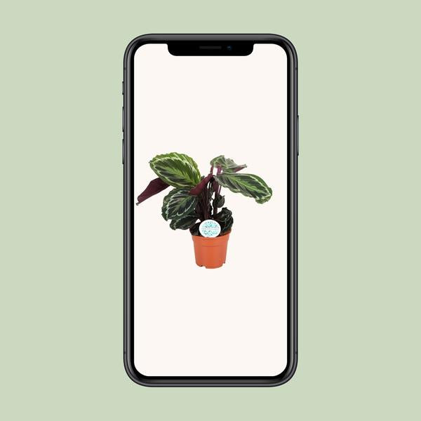 Calathea Medallion - 60cm - Ø17cm | Calathea