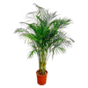 Areca Palm - (Dypsis Lutescens) - 170 cm - ø24 cm  | Grote kamerplanten