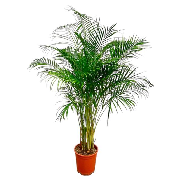 Areca Palm - (Dypsis Lutescens) - 170 cm - ø24 cm  | Grote kamerplanten