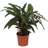 Calathea Elgergrass - 40 cm - Ø12cm | Calathea