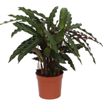 Calathea Elgergrass - 40 cm - Ø12cm | Calathea