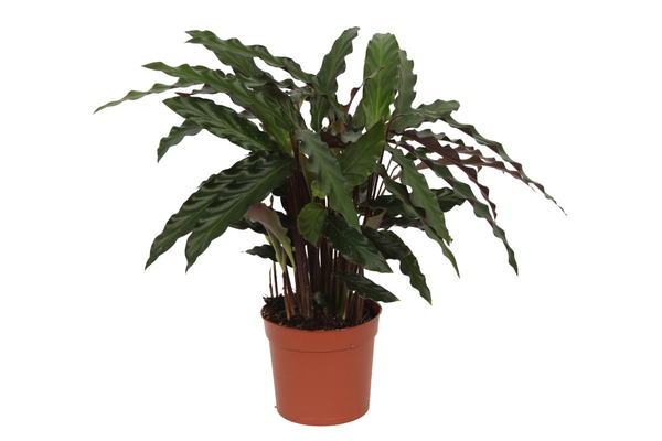 Calathea Elgergrass - 40 cm - Ø12cm | Calathea