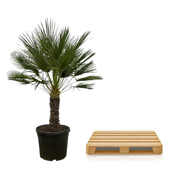 Chamaerops Humilis op stam (Dwergpalm) - 150 cm - Ø45 cm  | Palm