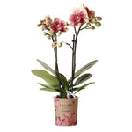 Orchidee | Geel rode Phalaenopsis orchidee - Spain - potmaat Ø9cm