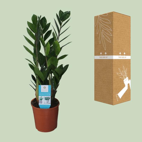 Zamioculcas Zamiifolia - 55 cm - Ø14 cm | Stijlvolle ZZ-plant