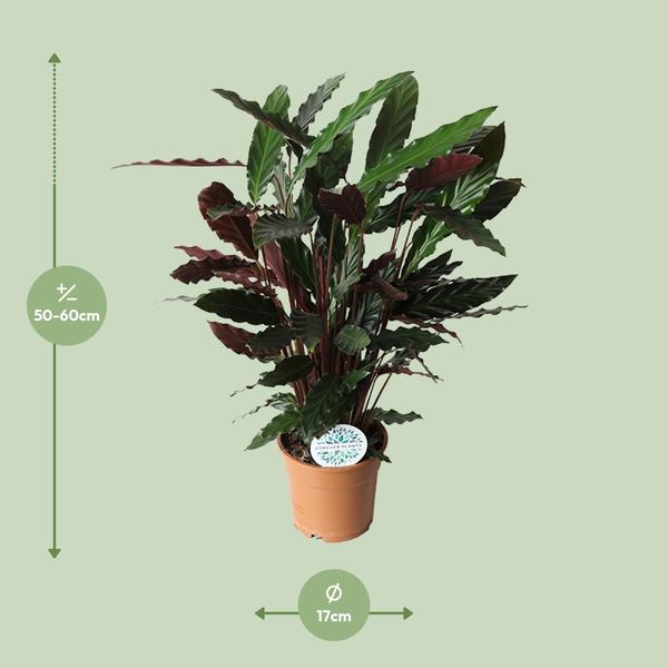 Calathea Rufibarba - 55cm - Ø17cm | Calathea