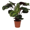 Calathea Medallion - 80cm - Ø19cm | Calathea