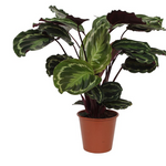 Calathea Medallion - 80cm - Ø19cm | Calathea