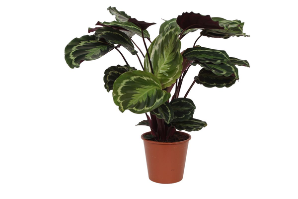 Calathea Medallion - 80cm - Ø19cm | Calathea