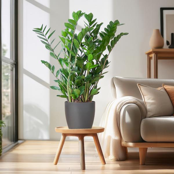 Zamioculcas Zamiifolia in Viber pot - 80 cm - Ø21 cm | ZZ-plant