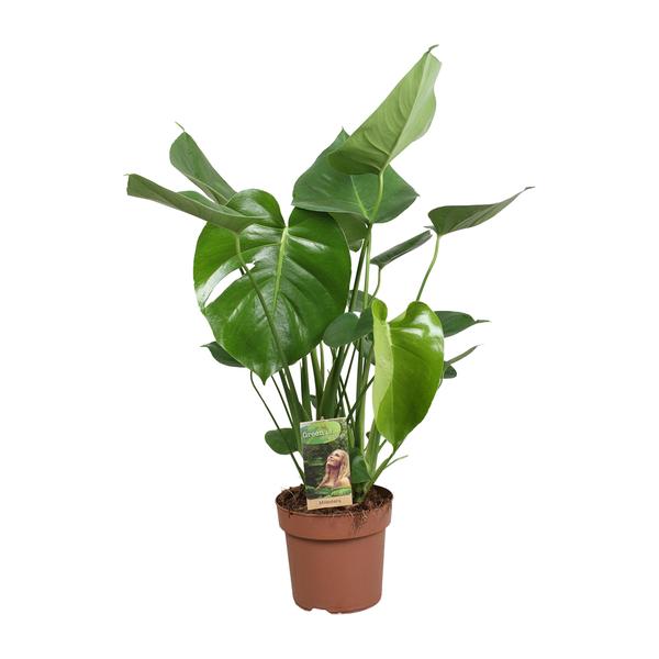 Monstera Deliciosa | 60cm - Gatenplant