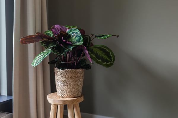 Calathea Medaillon - 70cm - Ø21cm | Calathea