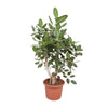 Ficus Benghalensis vertakt - 170 cm - ø50 cm | Grote kamerplanten