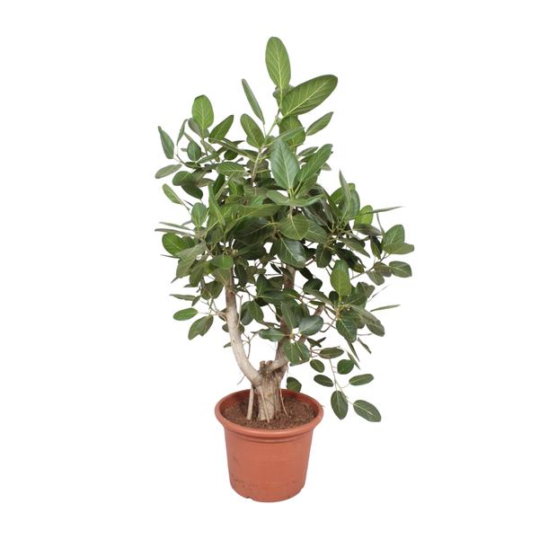 Ficus Benghalensis vertakt - 170 cm - ø50 cm | Grote kamerplanten