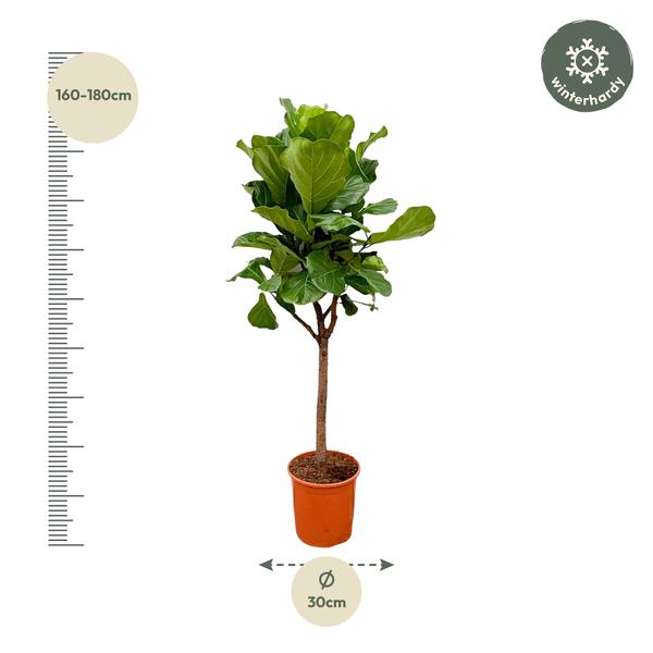 Ficus Lyrata boom - 160 cm of 180 cm - Ø30 cm | Ficus - Kamerplanten