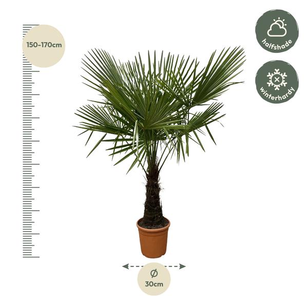 Trachycarpus - 180 cm - Ø30 cm | Winterharde Palm voor een Tropisch Accent