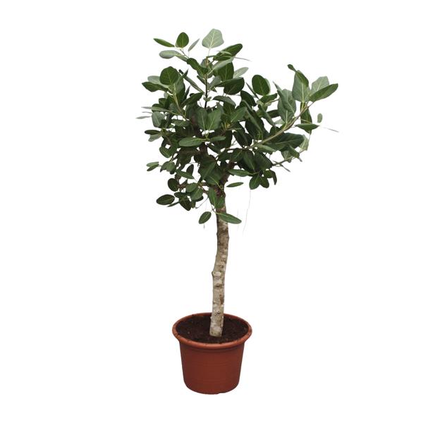 Ficus Benghalensis boom - 200 cm - ø50 cm | Ficus - Grote Kamerplant