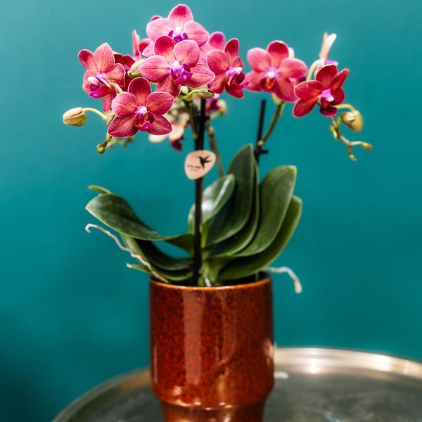 Orchidee | Rode Phalaenopsis orchidee - Congo + Classy red- potmaat Ø9cm