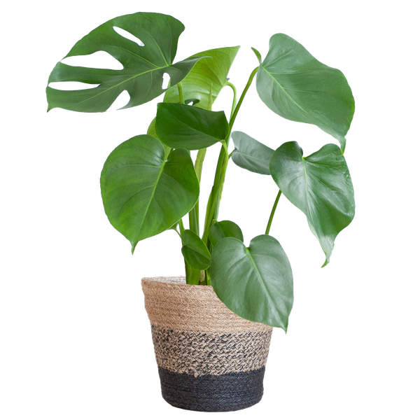 Monstera Deliciosa | in Lissabon mand wit of zwart - 50 cm - Ø17 cm