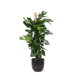 Monstera Deliciosa | MOSSTOK - 150cm - Ø27cm - in Boule pot