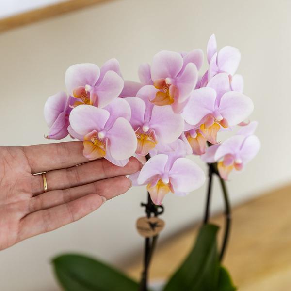 Orchidee | Roze Phalaenopsis orchidee - Andorra - potmaat Ø9cm