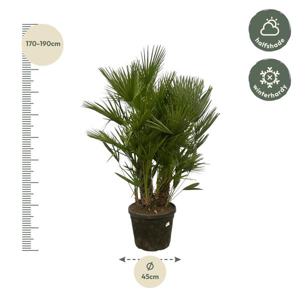 Chamaerops Humilis multi stam (Dwergpalm) - 180 cm - Ø45 cm | Palm