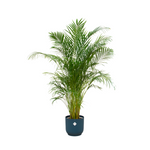 Combi deal - Areca palm - 180 cm - Ø30 cm in Elho Vibes Fold Round pot | Palm