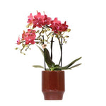 Orchidee | Rode Phalaenopsis orchidee - Congo + Classy red- potmaat Ø9cm