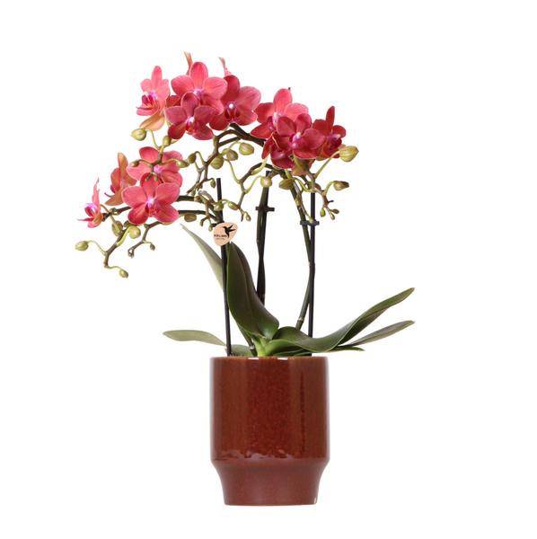 Orchidee | Rode Phalaenopsis orchidee - Congo + Classy red- potmaat Ø9cm