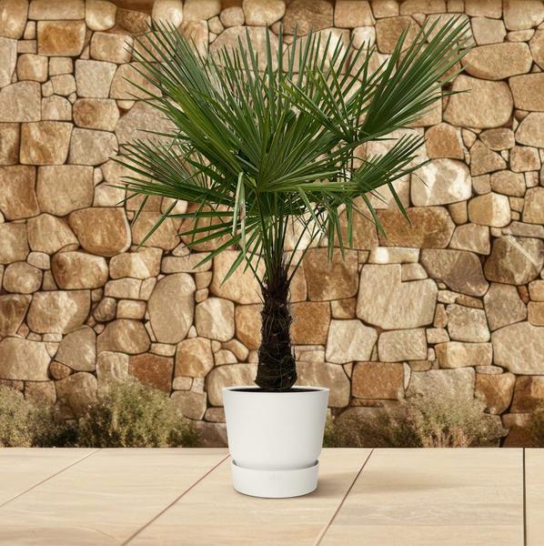 Trachycarpus - 180 cm - Ø30 cm | Winterharde Palm voor een Tropisch Accent