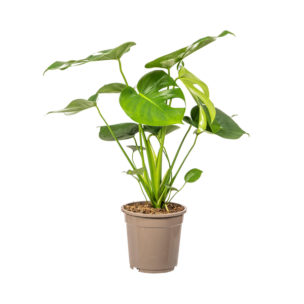 Monstera Deliciosa Tauerii - 80cm - Ø19cm | Monstera