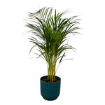 Areca palm - 85 cm - Ø19 cm - in Elho Vibes Fold Round pot | in stijlvolle kleuren