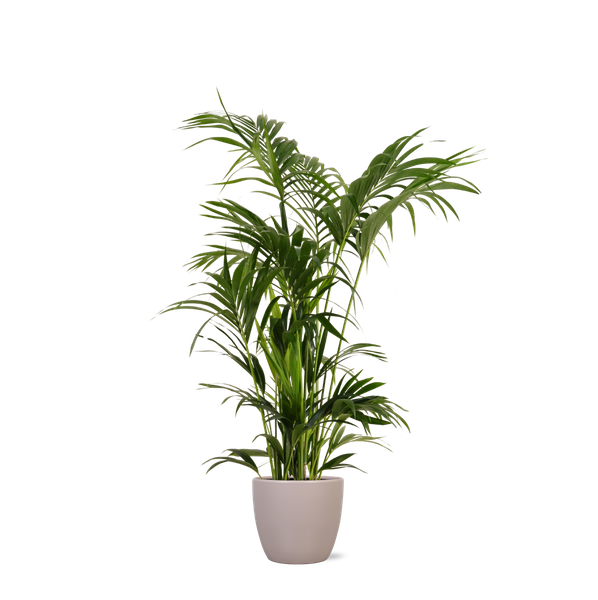 Kentia Palm - 160 cm - Ø27 cm - in Boule pot  | Kamerplant