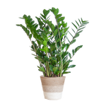 Zamioculcas Zamiifolia met Mand Lissabon - 80 cm - Ø21 cm | ZZ-plant