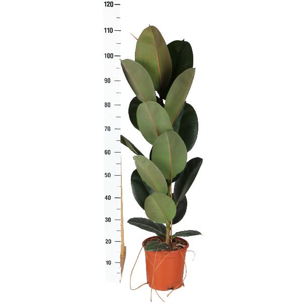 Ficus Elastica Robusta - 90cm - Ø21cm | Ficus - Rubberplant