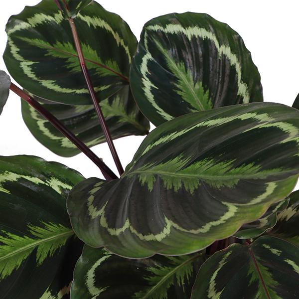 Calathea Medaillon - 70cm - Ø21cm - in verschillende kleuren Boule pot | Calathea